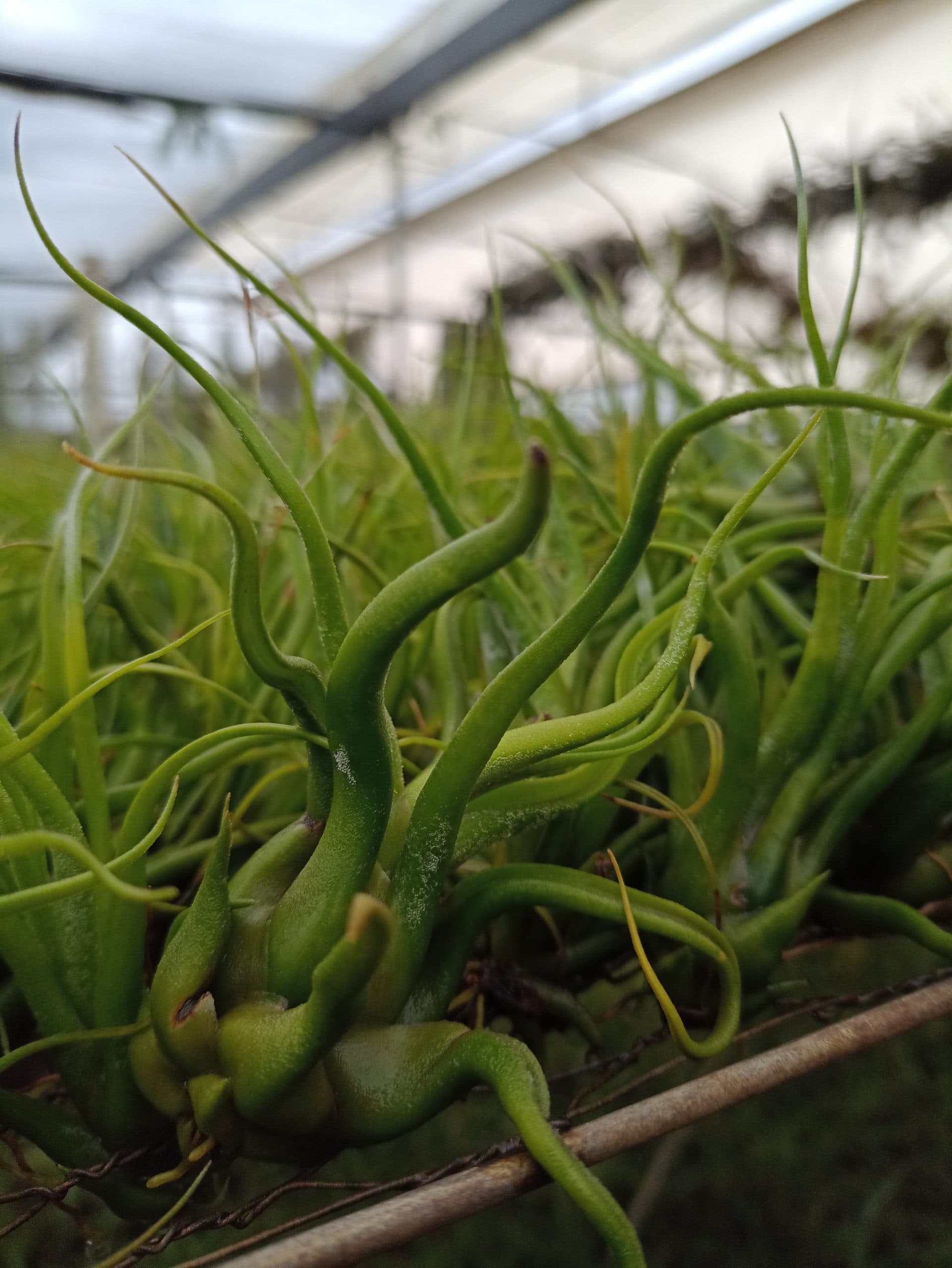 No soil, no limits.