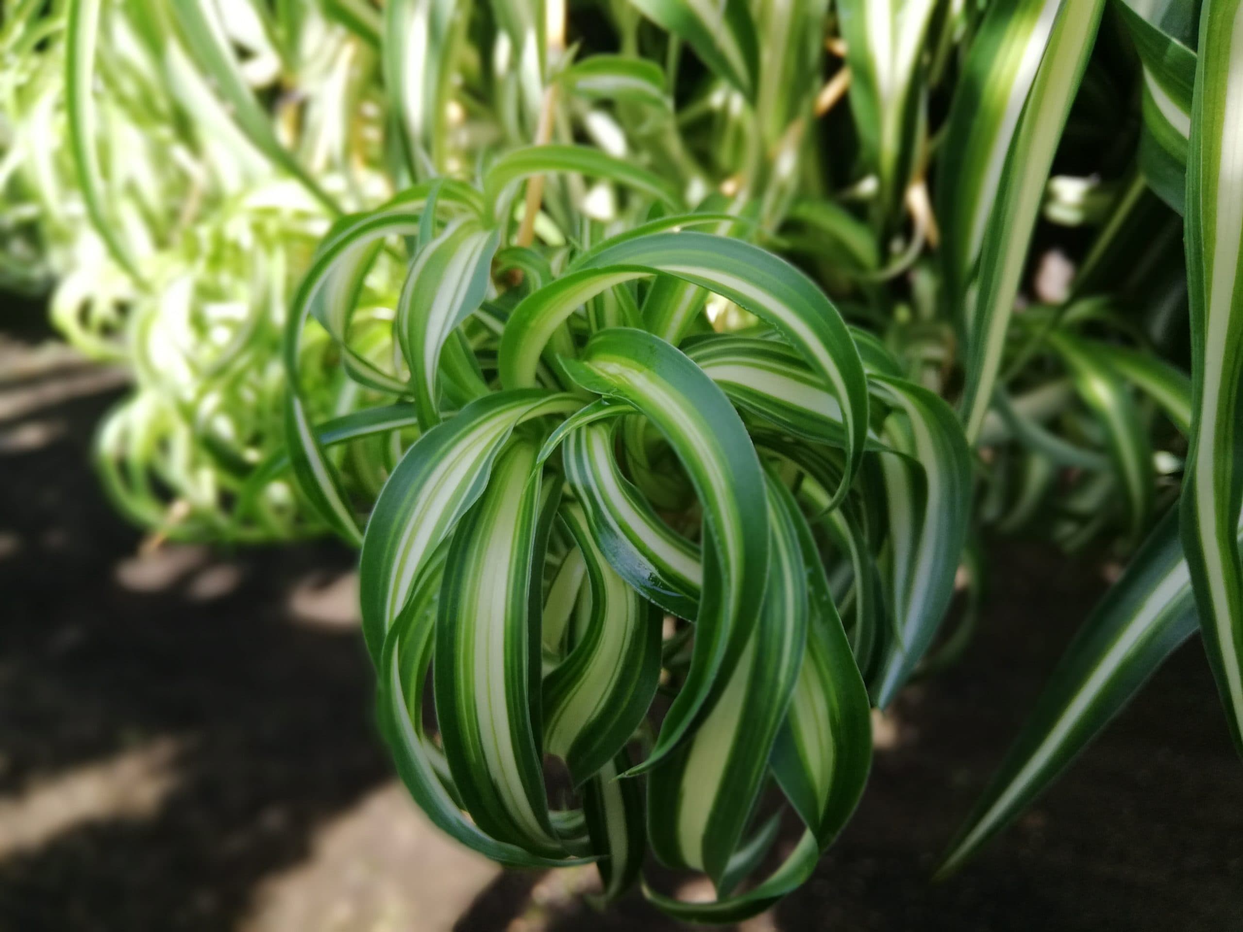 CHLOROPHYTUM COMOSUM BONNIE