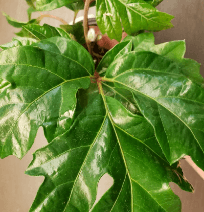 CISSUS