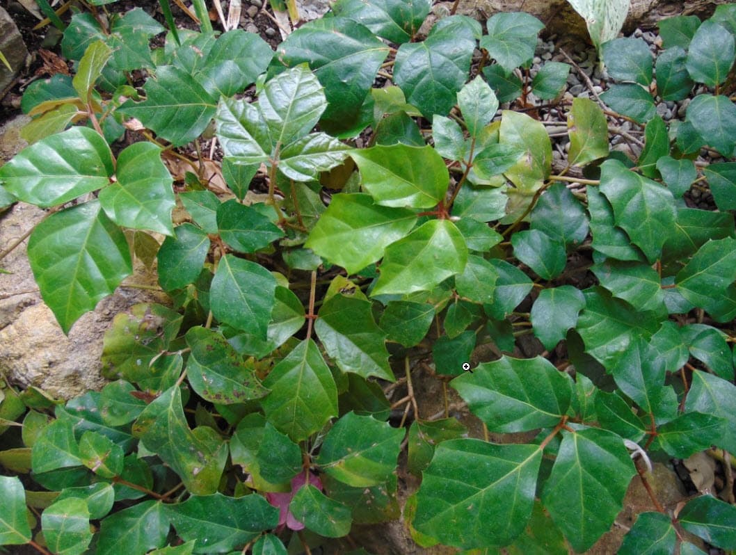 CISSUS