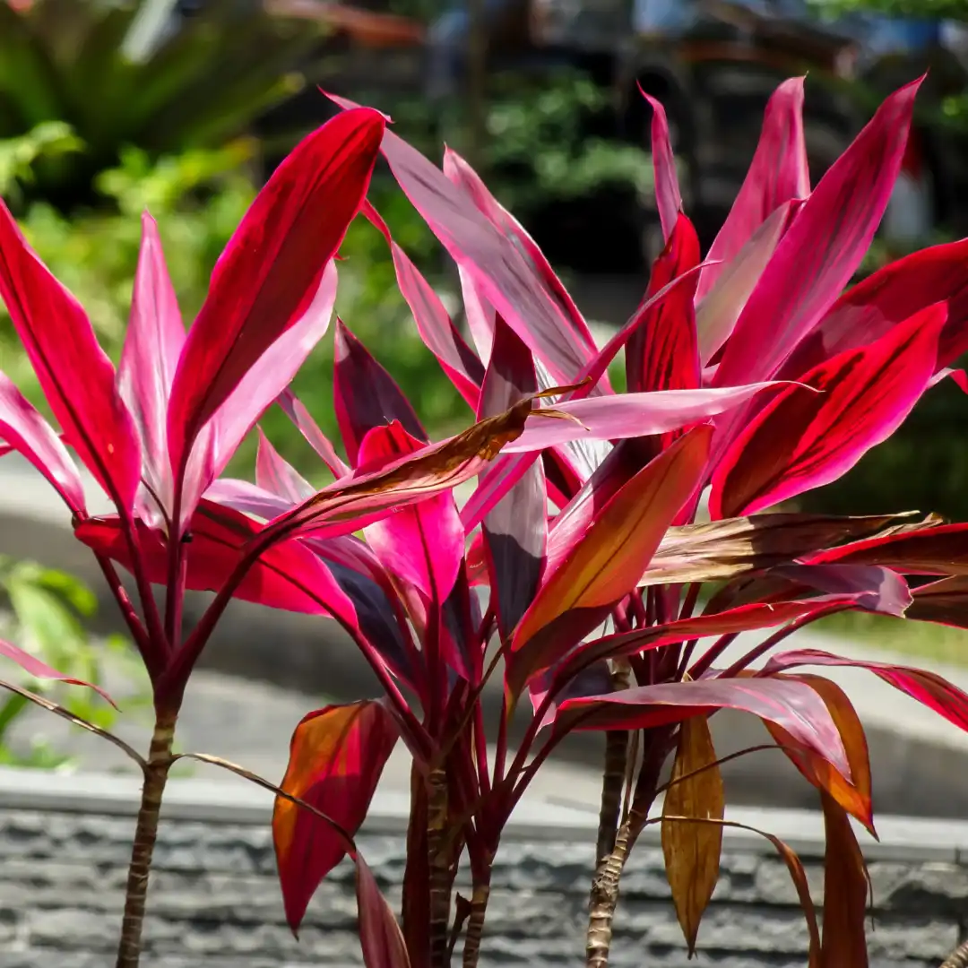 CORDYLINE FRUTICOSA