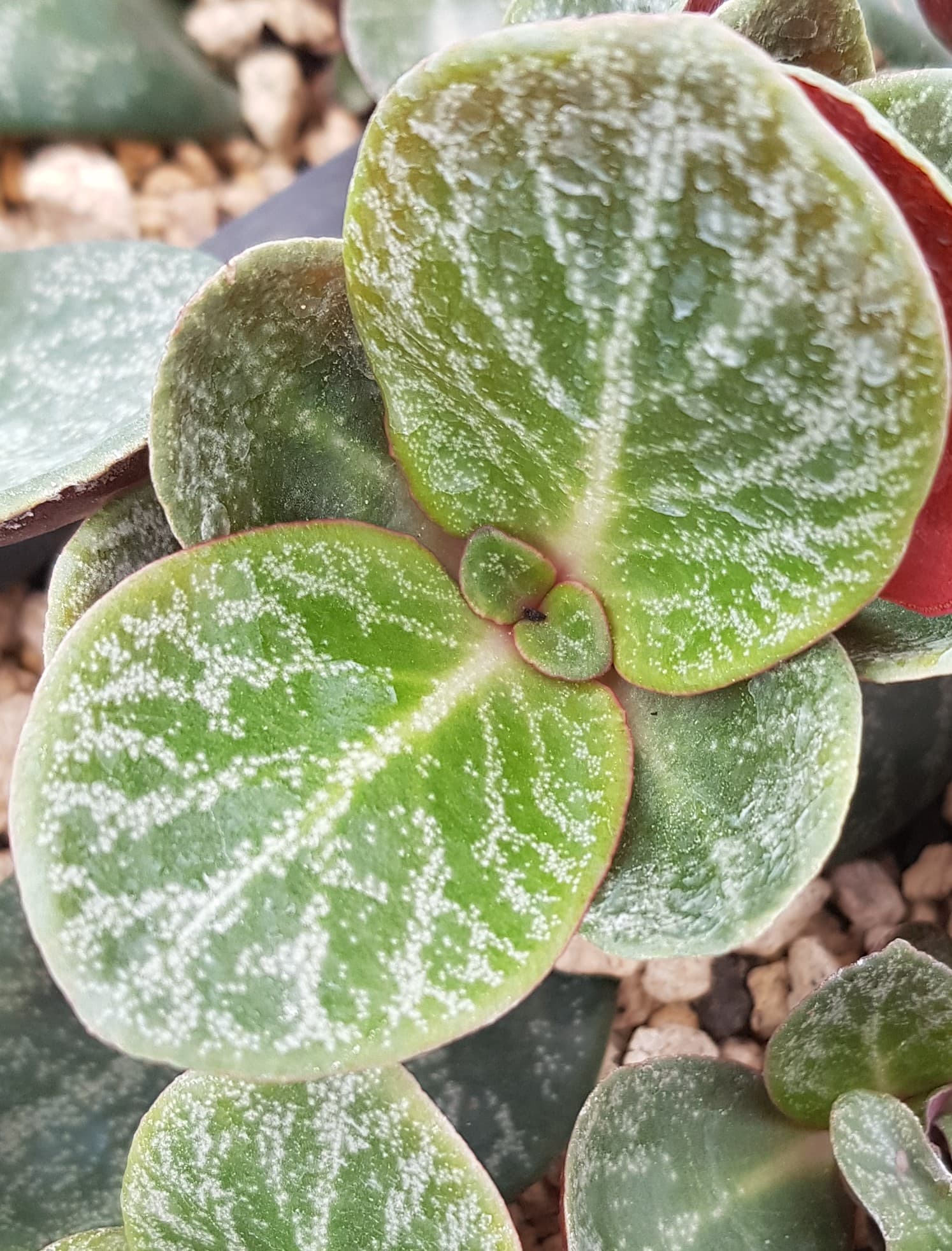 CRASSULA