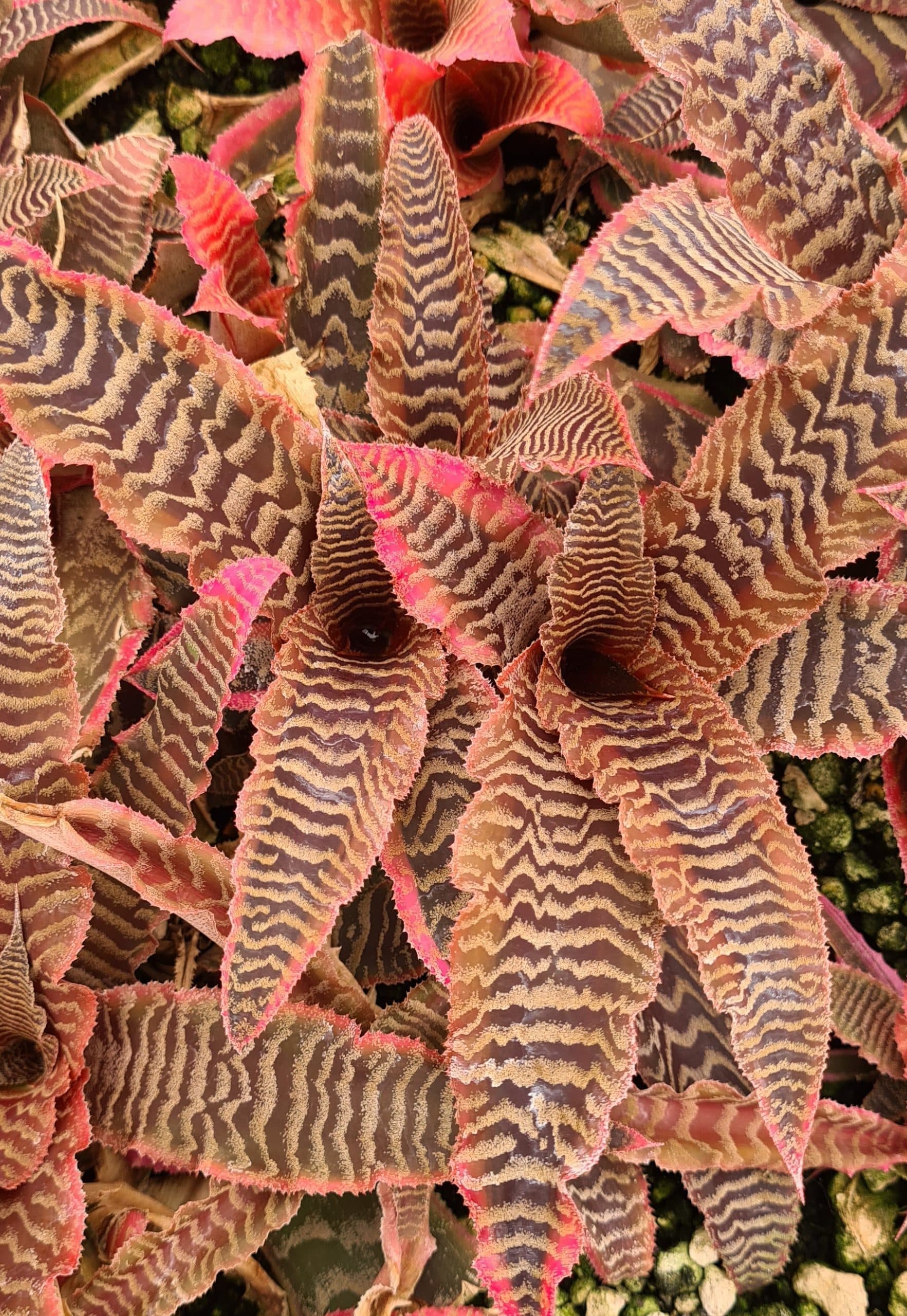CRYPTANTHUS ELAINE