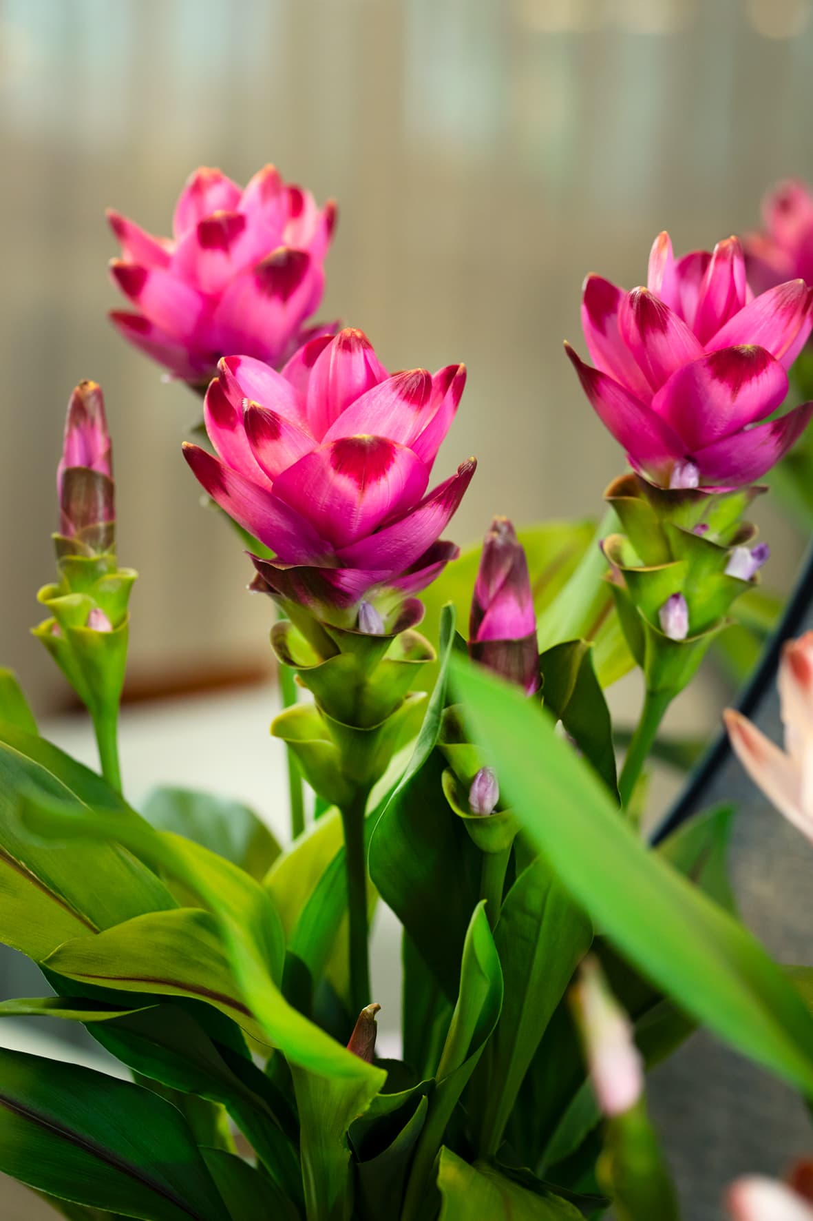 Exotic bloom, clean finish.