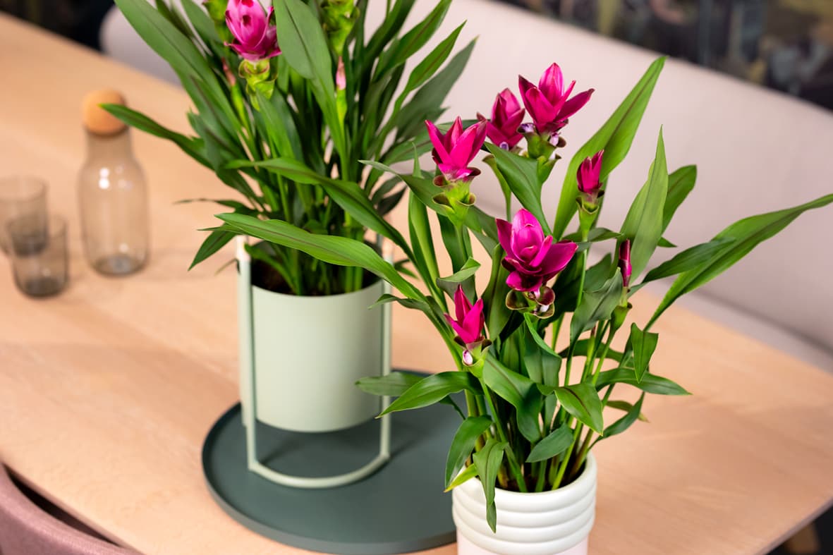 Exotic bloom, clean finish.