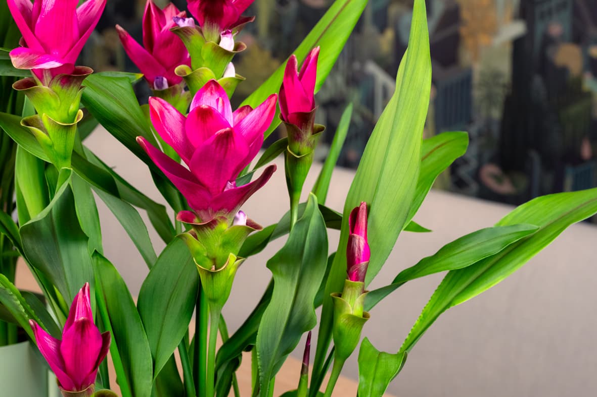 Exotic bloom, clean finish.