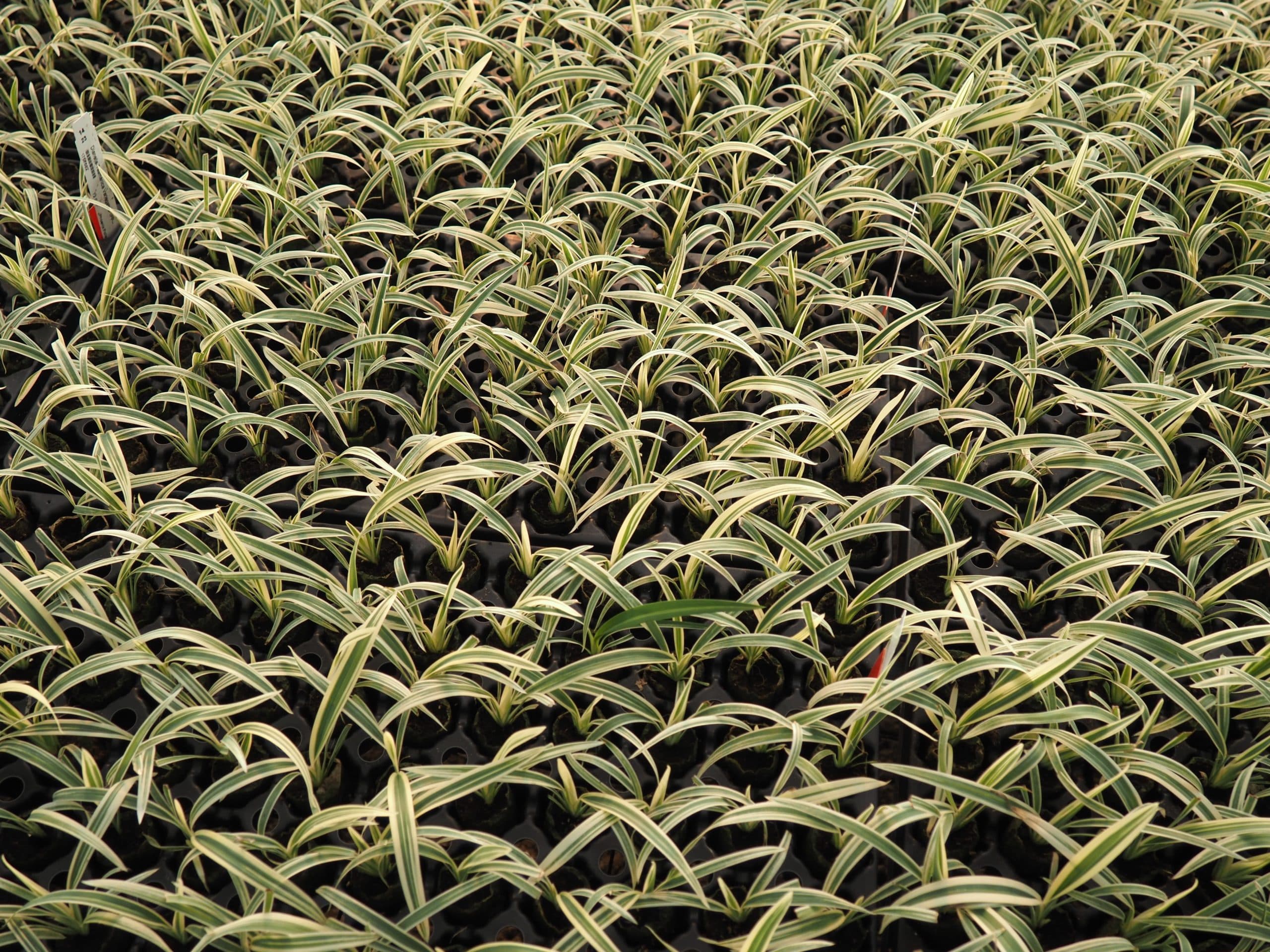 DIANELLA