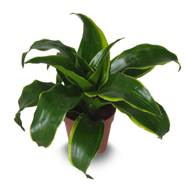 DRACAENA DRAGONTREE TYPES