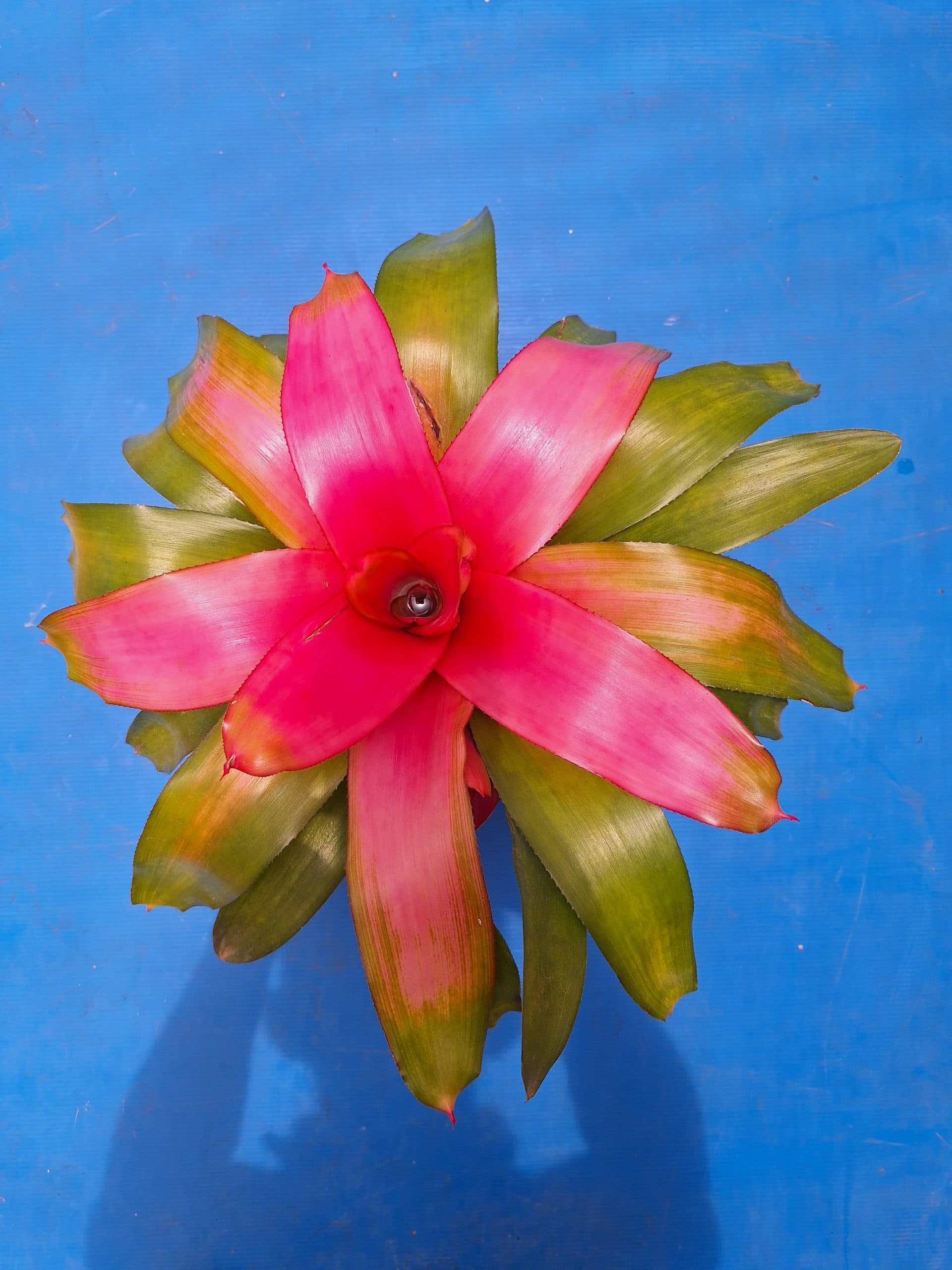 Center color that lasts.