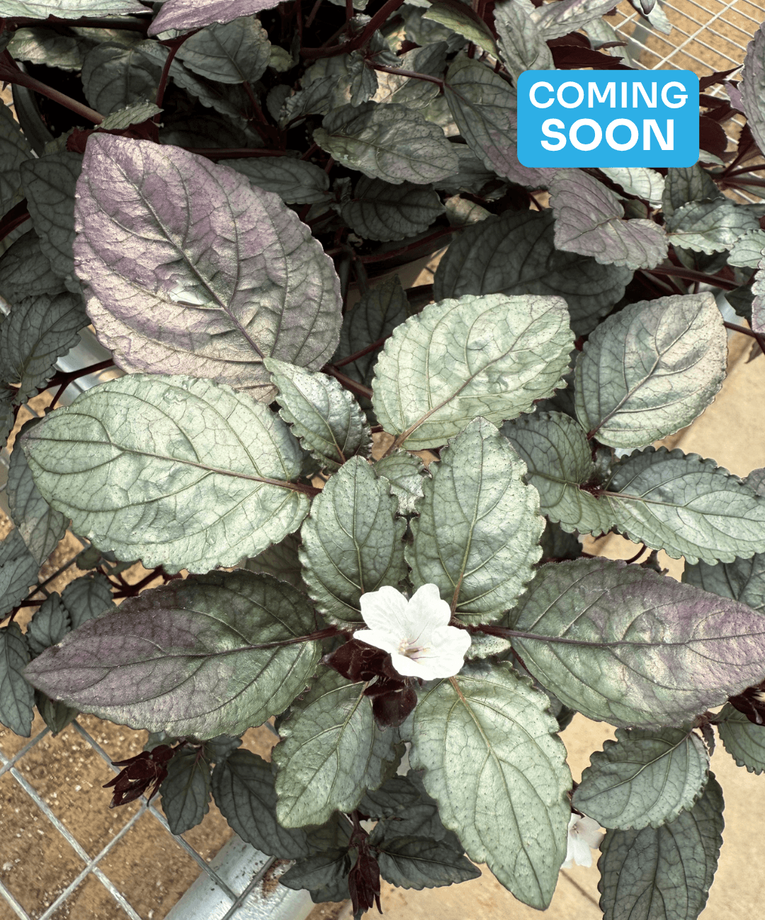 HEMIGRAPHIS EXOTICA SILVER WAFFLE