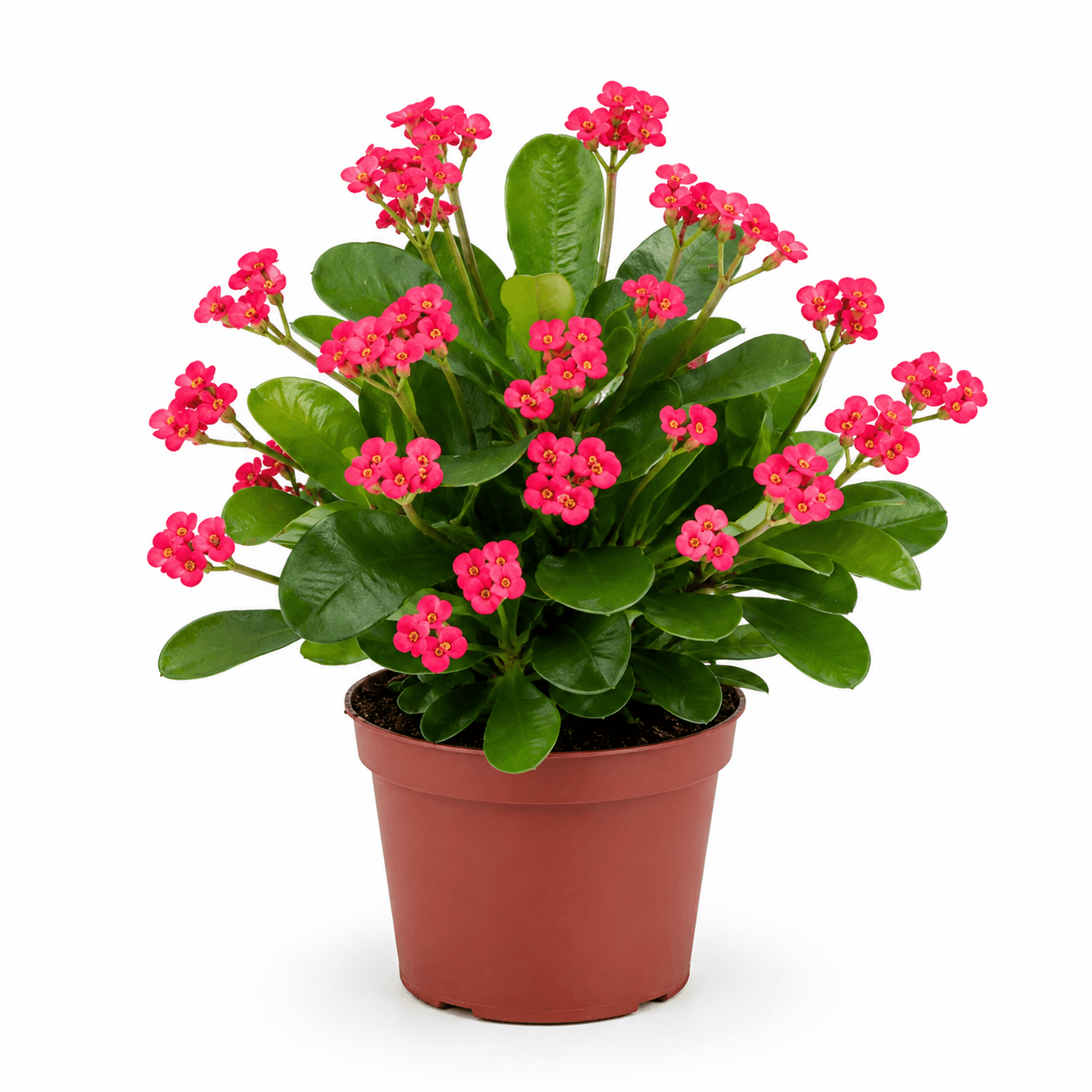 EUPHORBIA MILII GUNDULA
