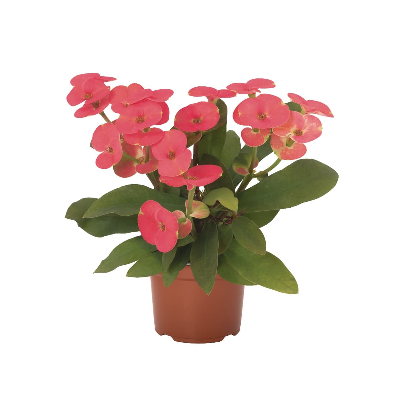 EUPHORBIA MILII EOS