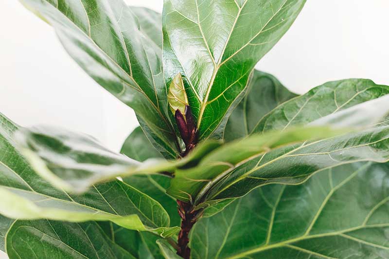 FICUS  UPRIGHT