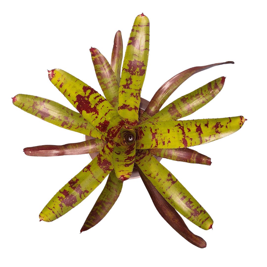 BROMELIAD NEOREGELIA GUACAMOLE