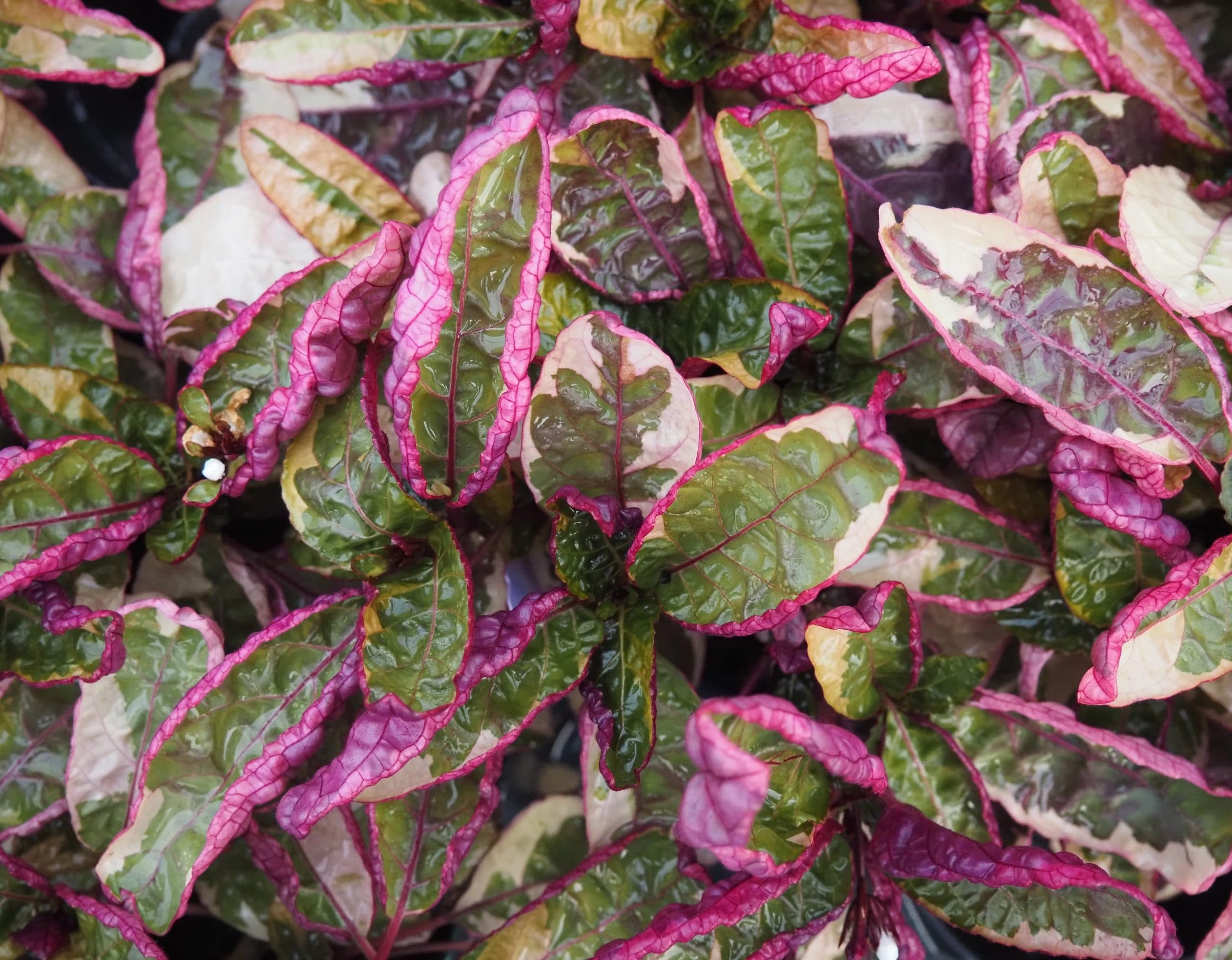 HEMIGRAPHIS EXOTICA BELGIAN WAFFLE PLANT