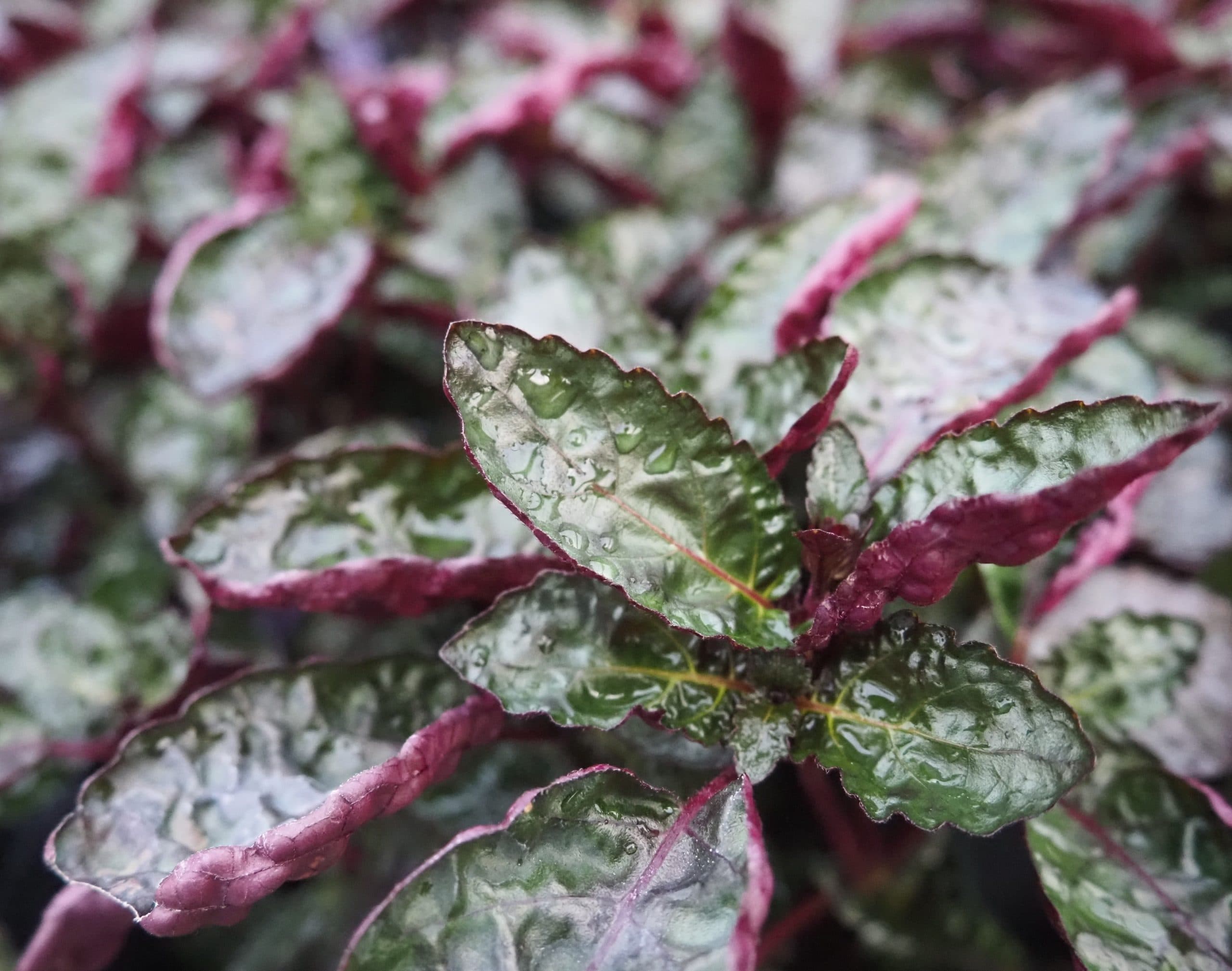 HEMIGRAPHIS EXOTICA PURPLE WAFFLE