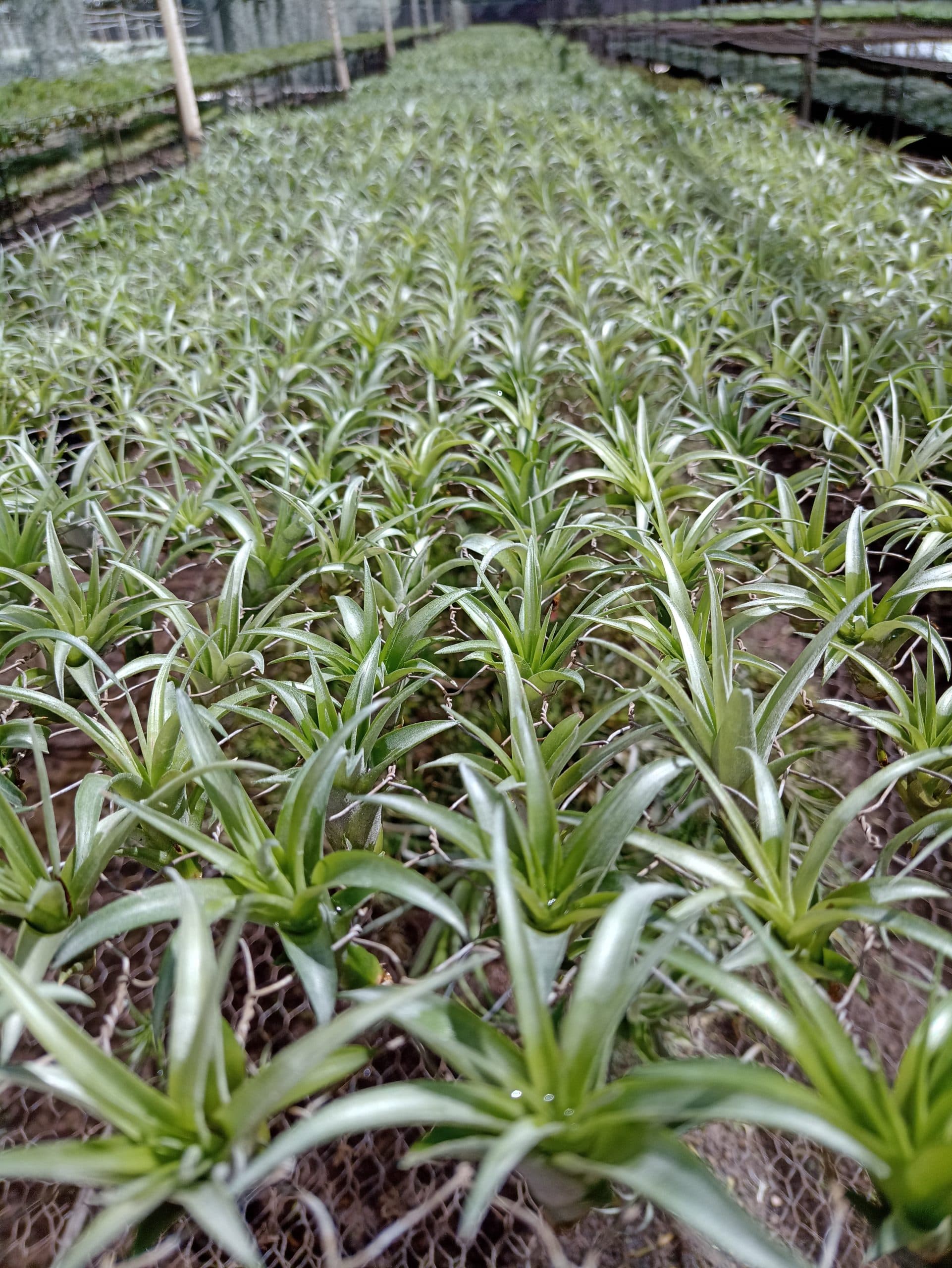 No soil, no limits.