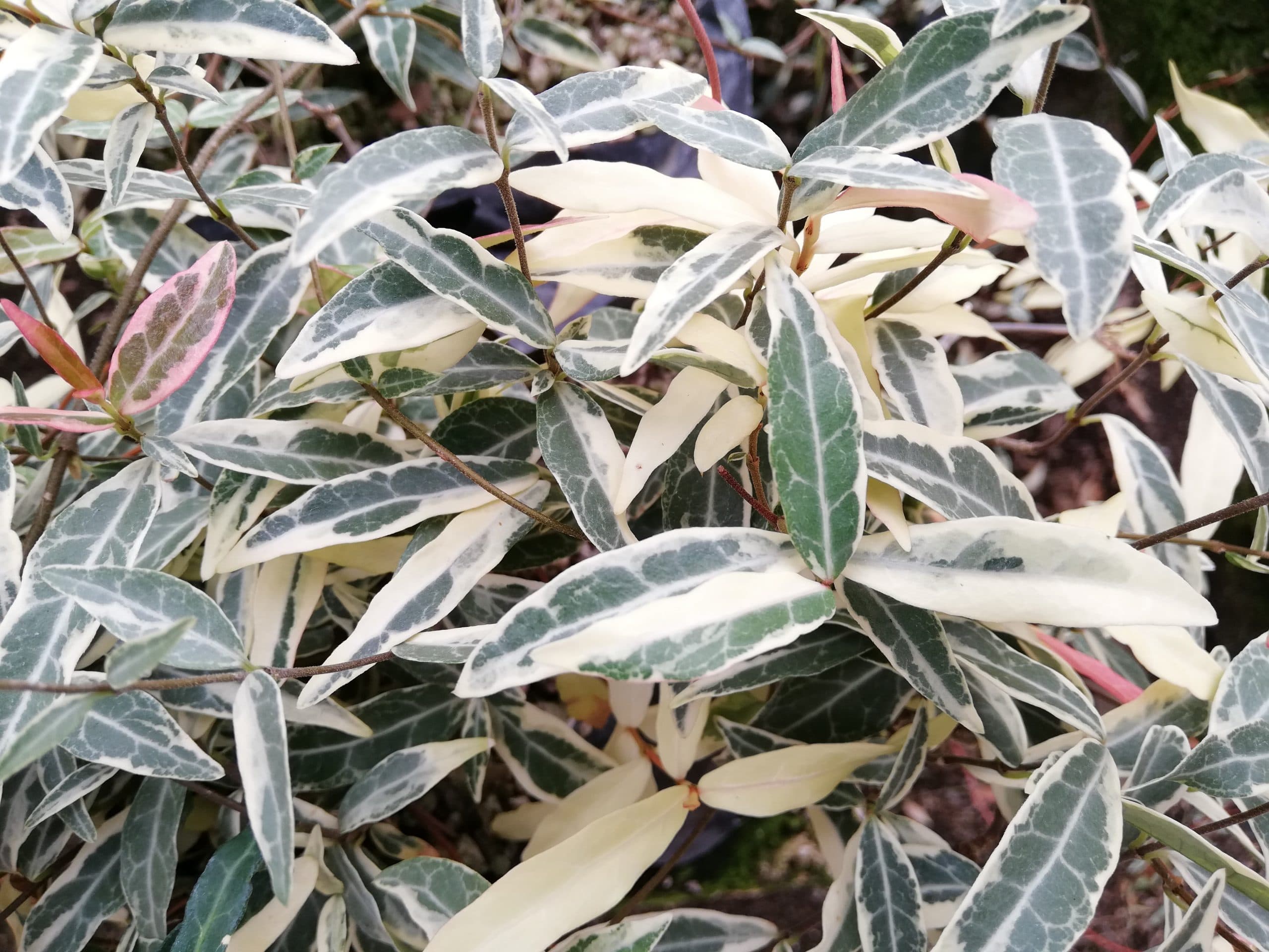 TRACHELOSPERMUM