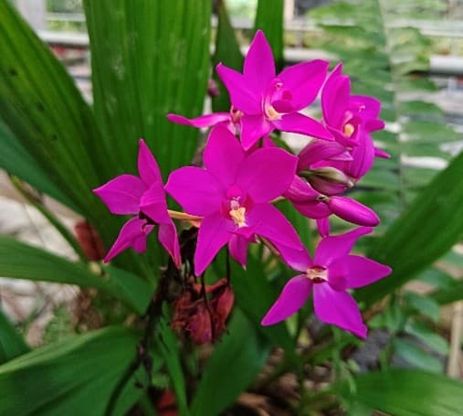 SPATHOGLOTTIS SORBET™ MOONLIT GRAPE