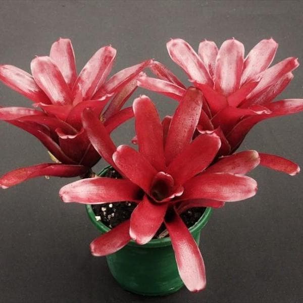 BROMELIAD NEOREGELIA FIREBALL