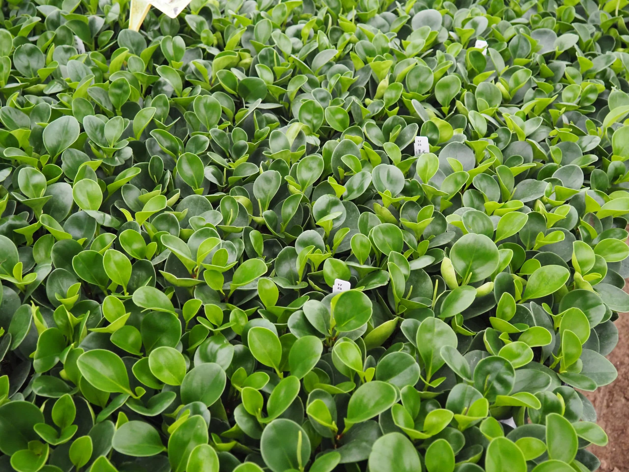 PEPEROMIA