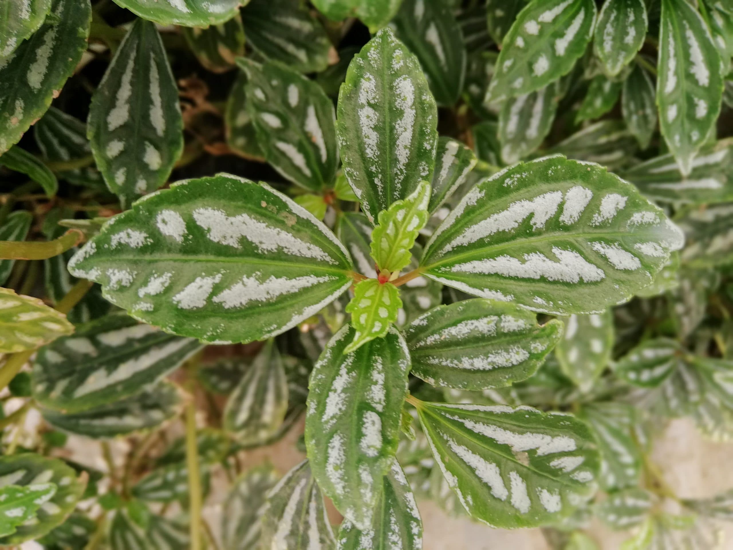 Outstanding color and texture.