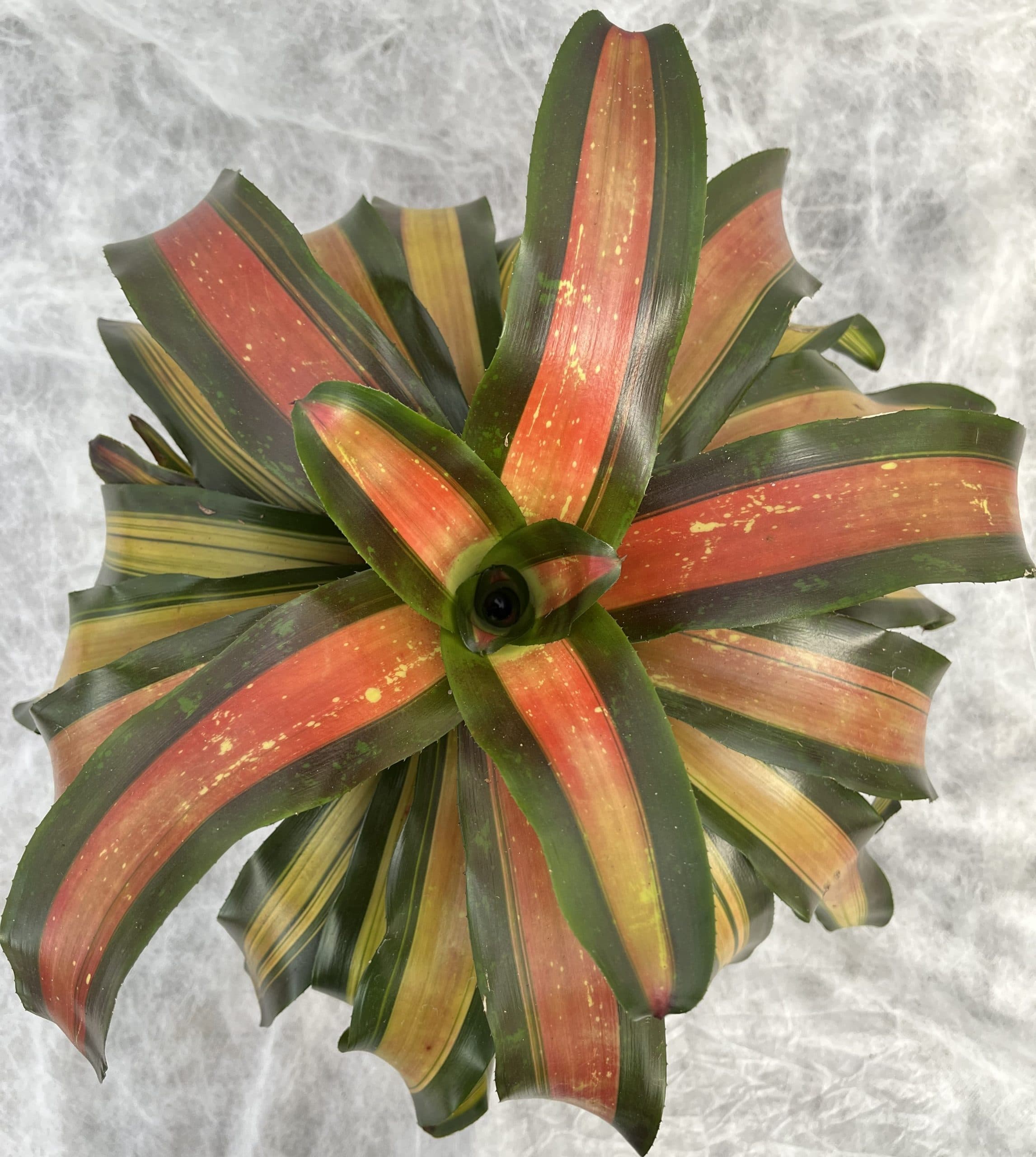 BROMELIAD NEOREGELIA PIMIENTO