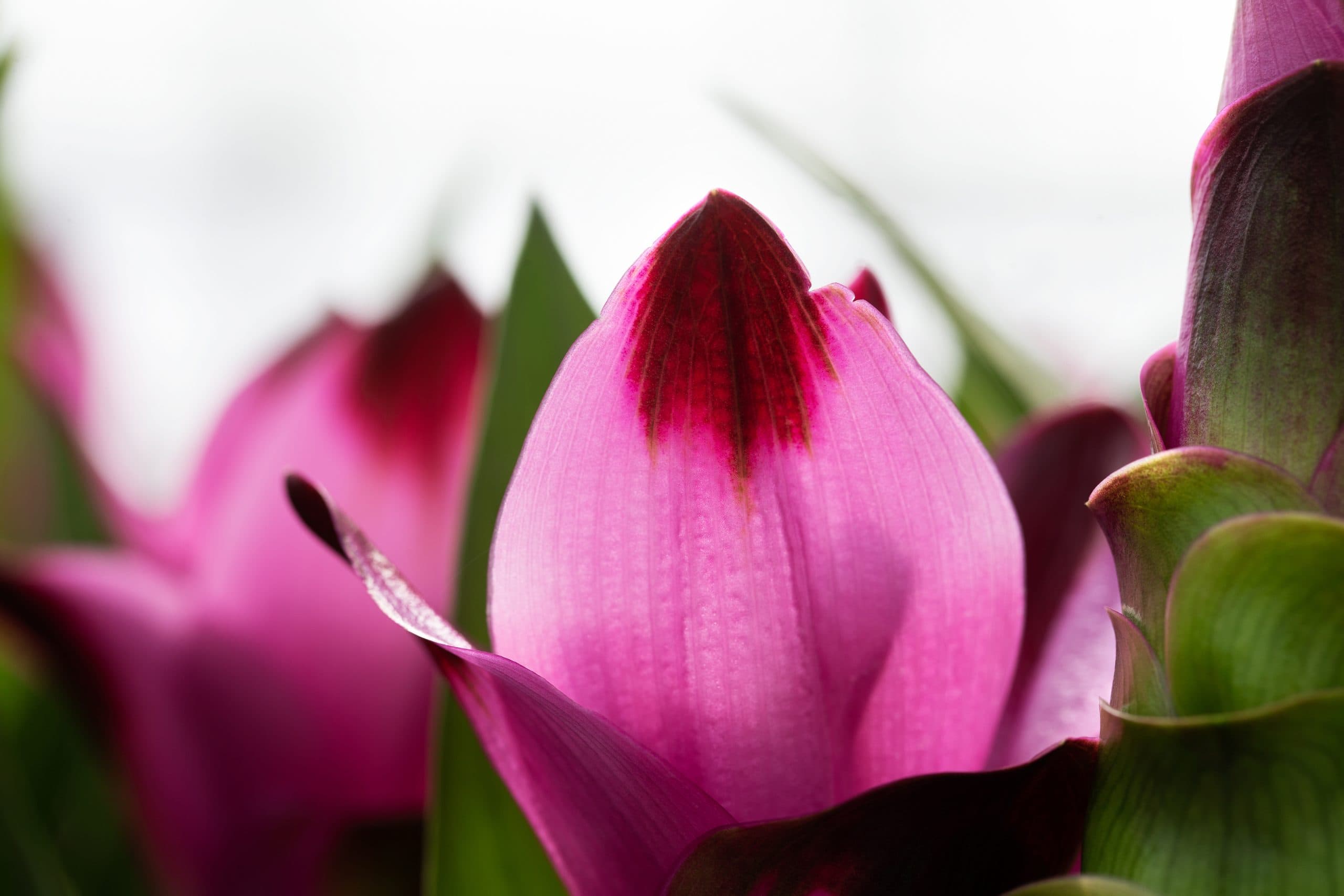 Exotic bloom, clean finish.