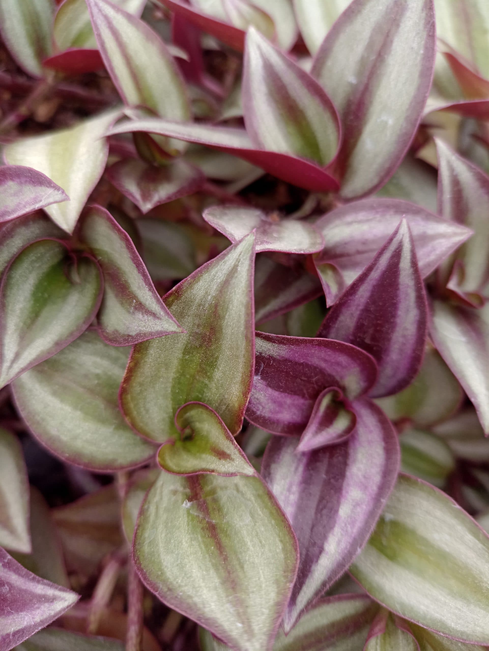 TRADESCANTIA ZEBRINA PENDULA PURPLE