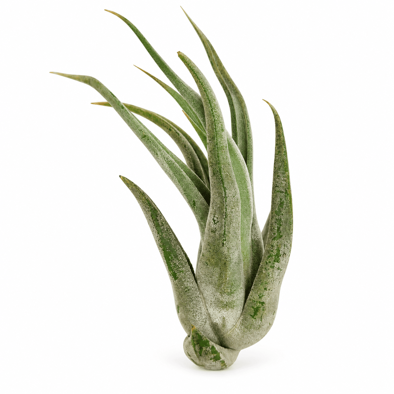 TILLANDSIA CIRCINATA