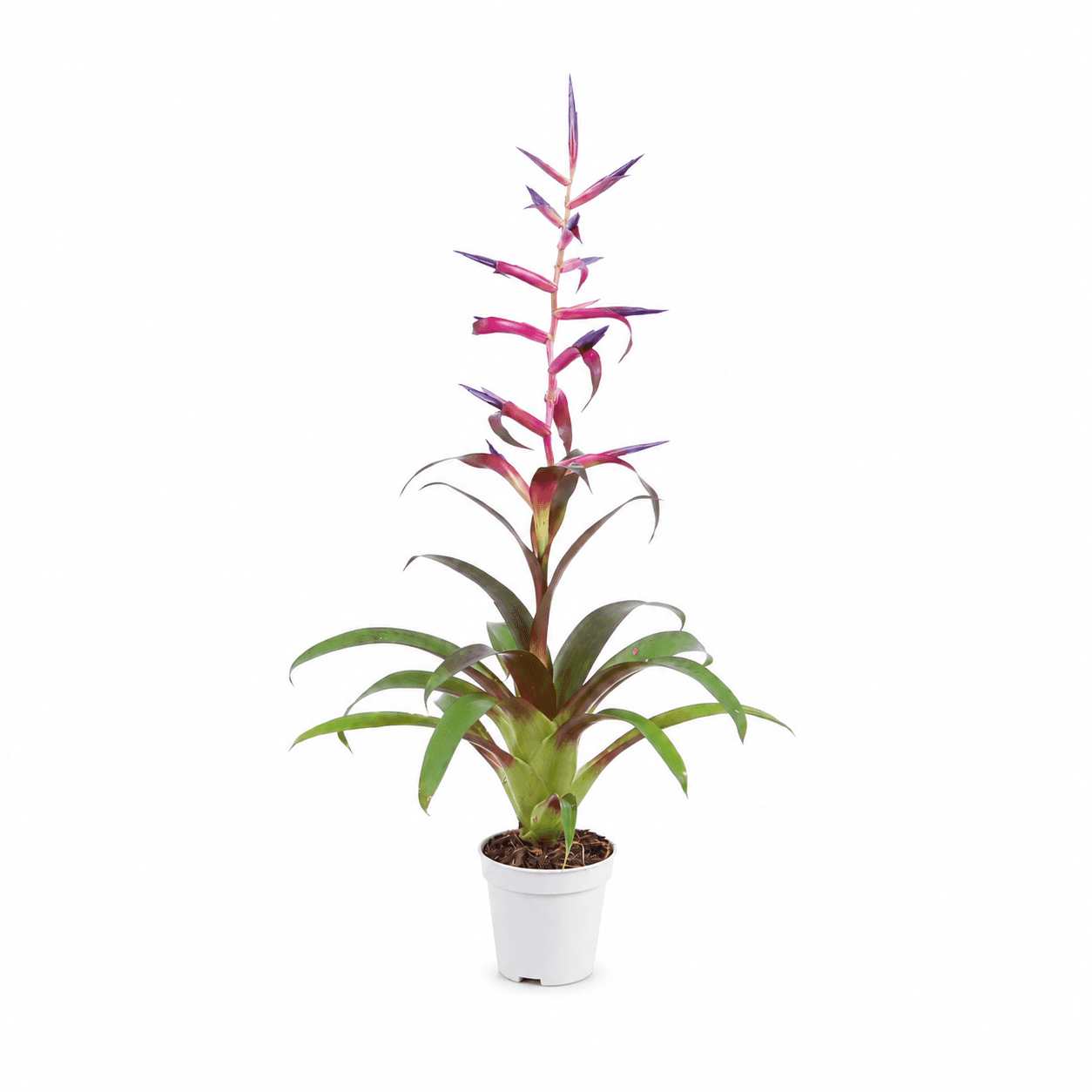 BROM TILLANDSIA MORA