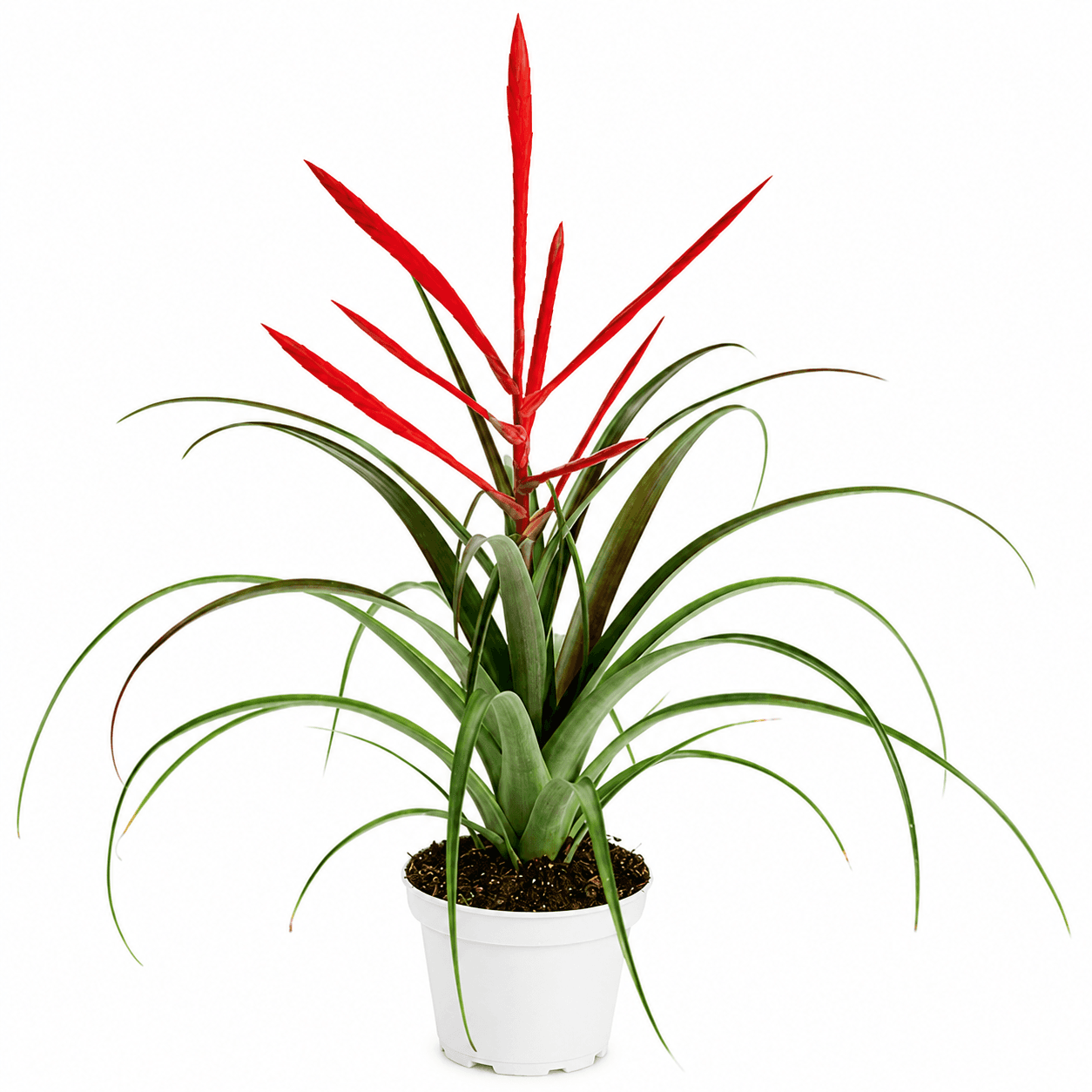 BROM TILLANDSIA SPIRIT