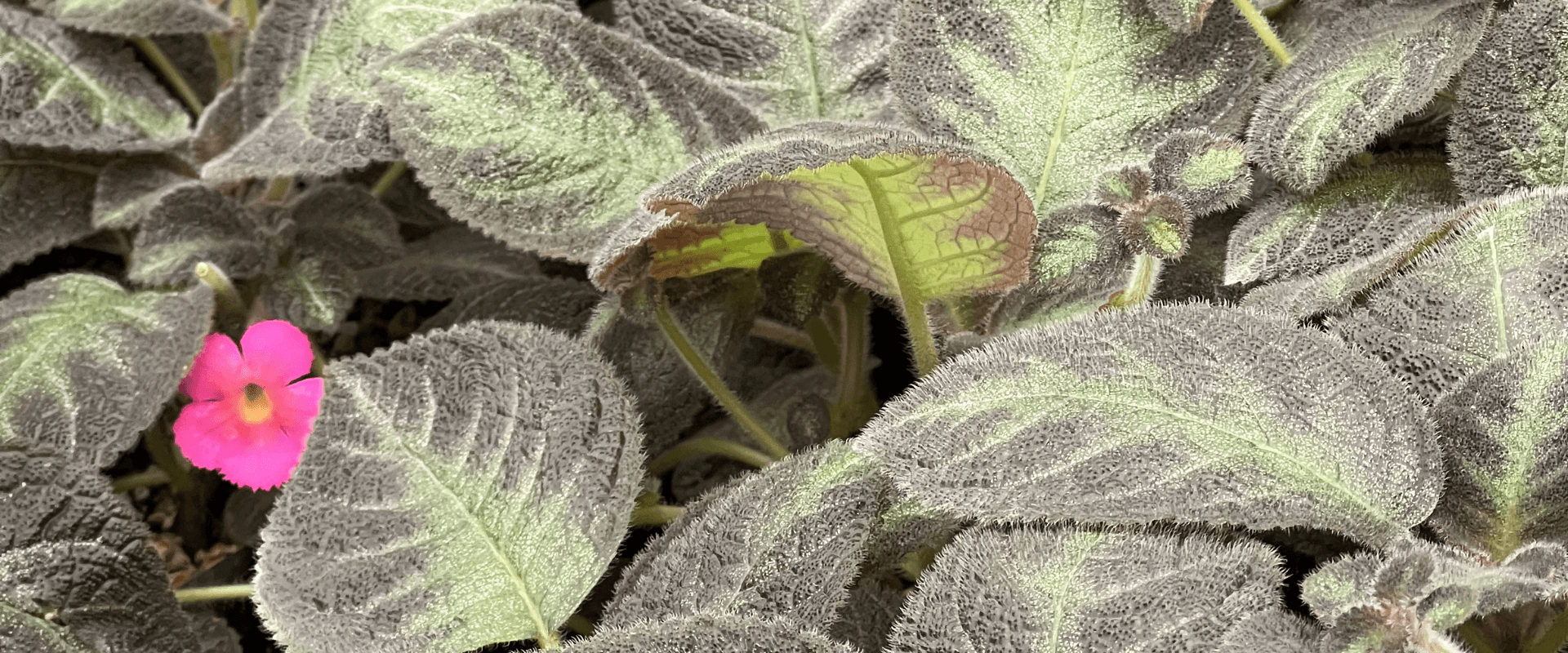 EPISCIA