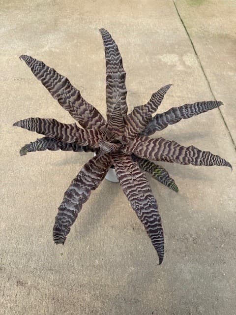 Earth stars, small but stellar.