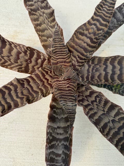 Earth stars, small but stellar.
