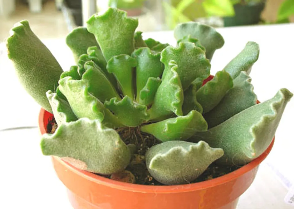 ADROMISCHUS