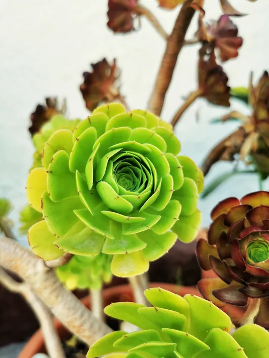 AEONIUM