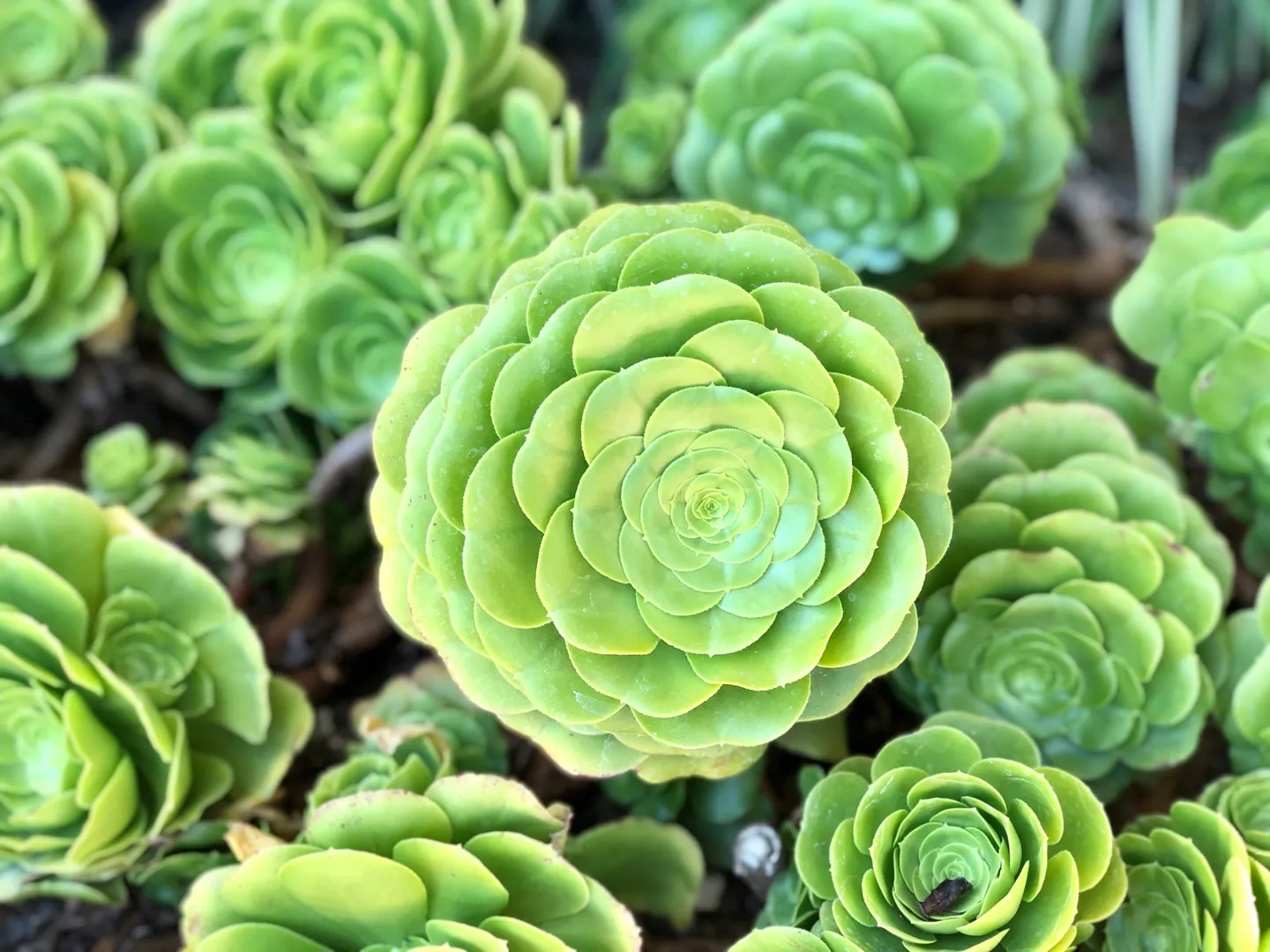 AEONIUM