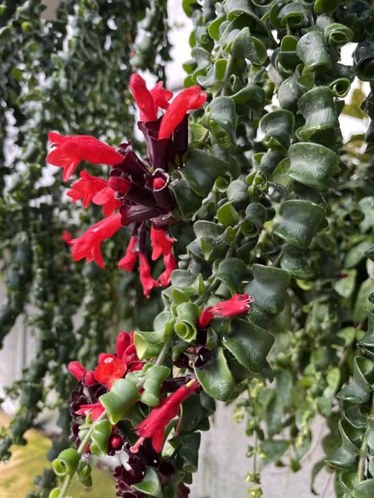 AESCHYNANTHUS