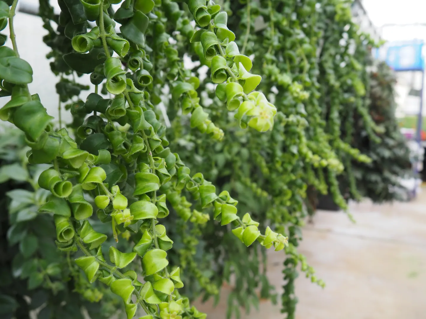 AESCHYNANTHUS