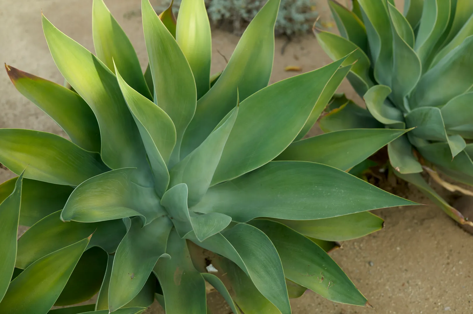 AGAVE
