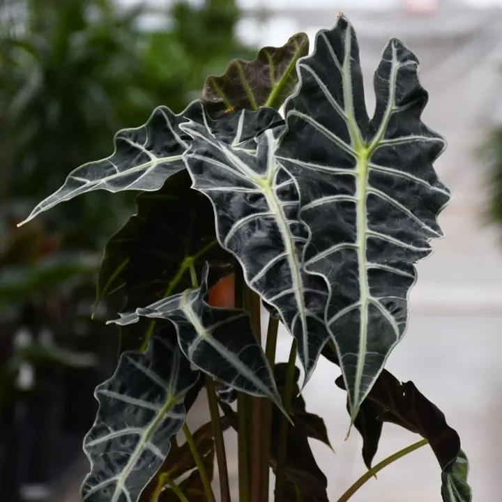 ALOCASIA