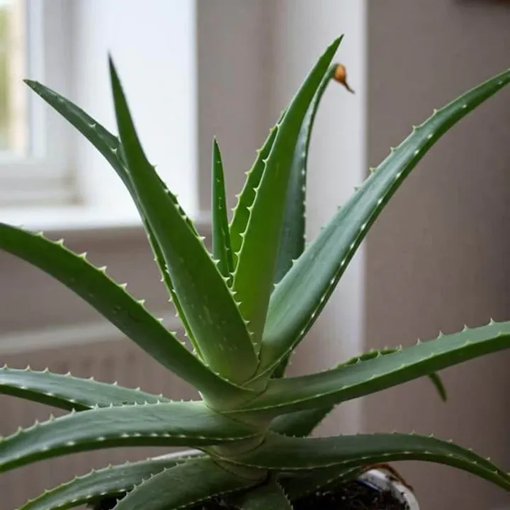 ALOE
