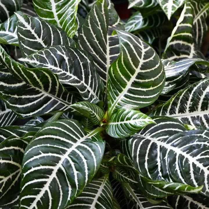 APHELANDRA