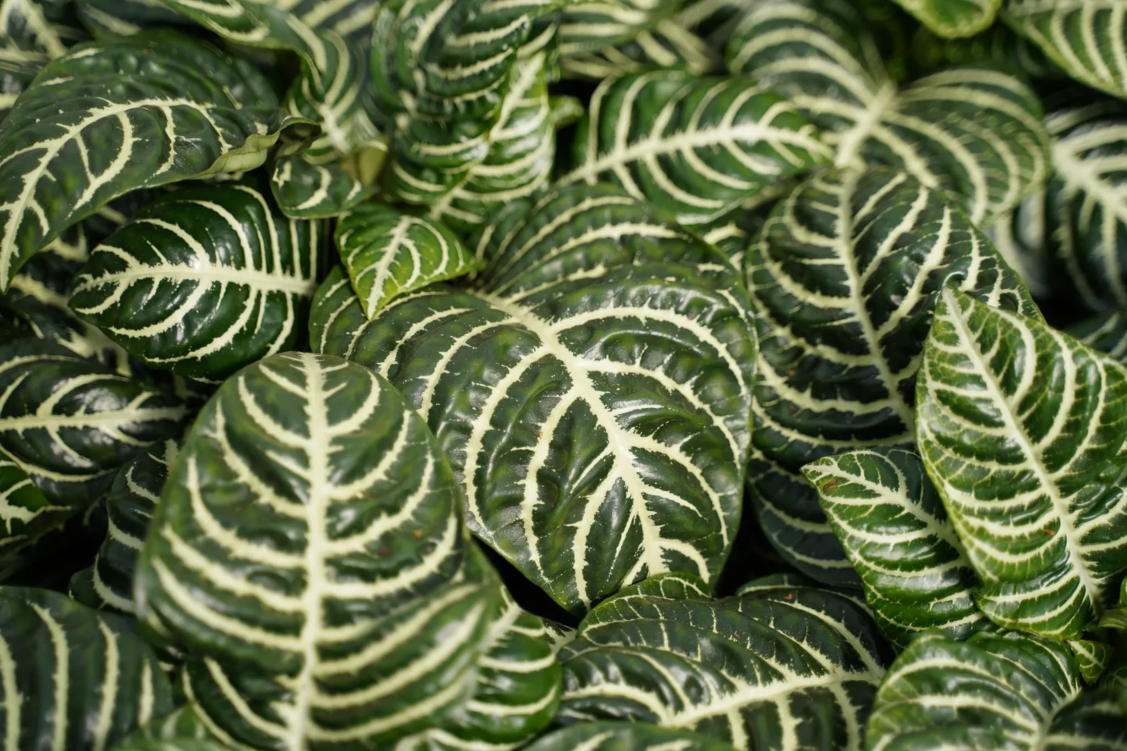APHELANDRA