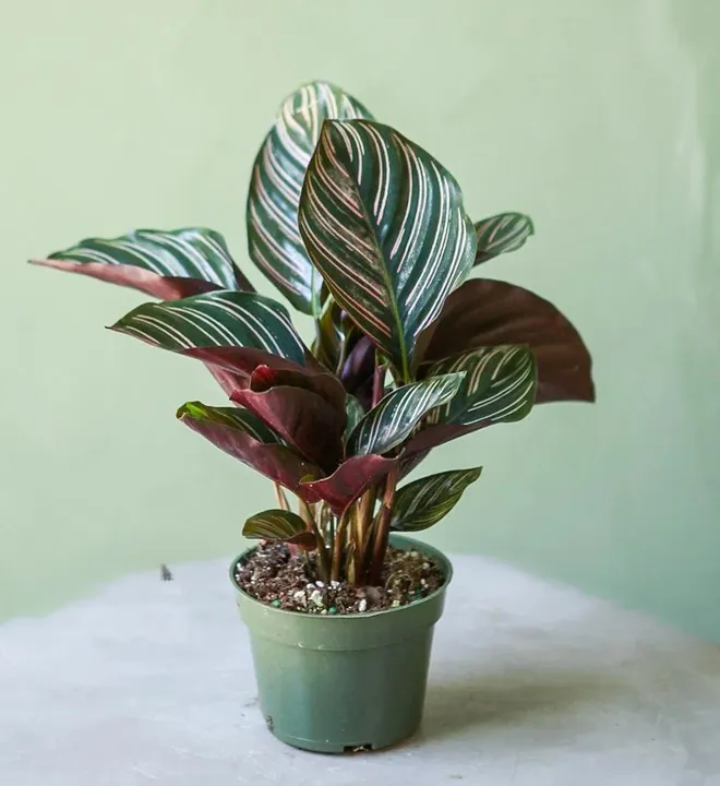 CALATHEA