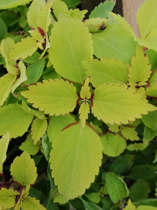 COLEUS