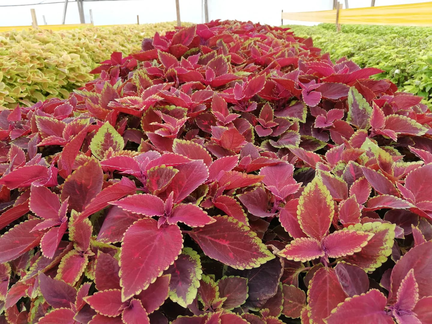 COLEUS