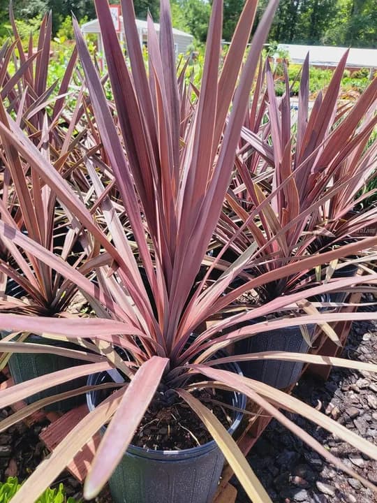 CORDYLINE