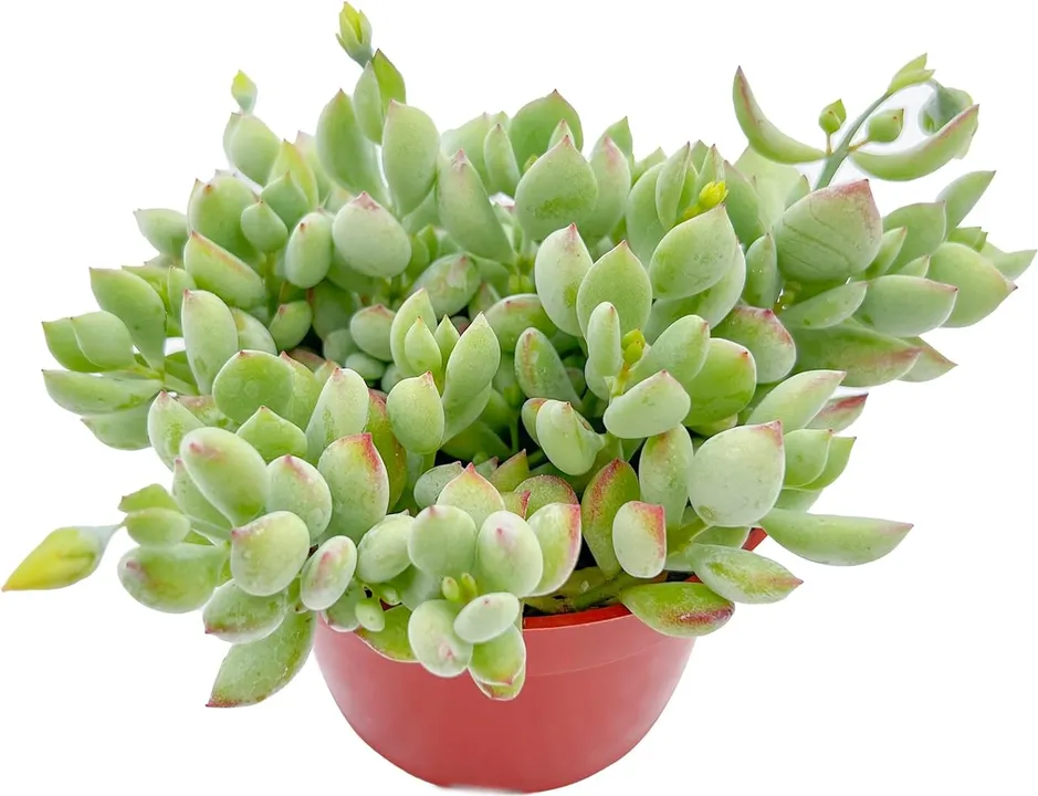 COTYLEDON